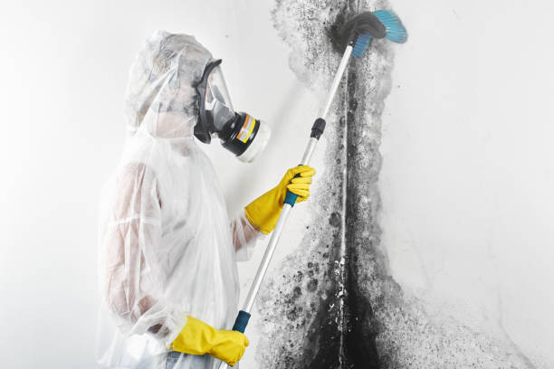 Best Residential Mold Inspection & Testing  in Ironwood, MI