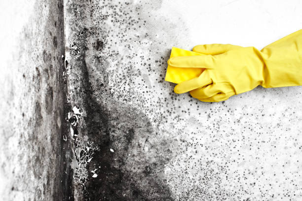 Best Mold Prevention Services  in Ironwood, MI