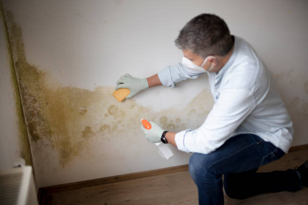 Professional Mold Removal in Ironwood, MI