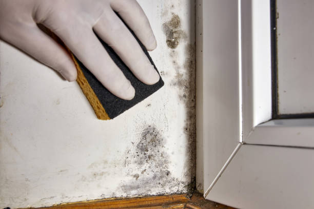 Best Black Mold Removal  in Ironwood, MI